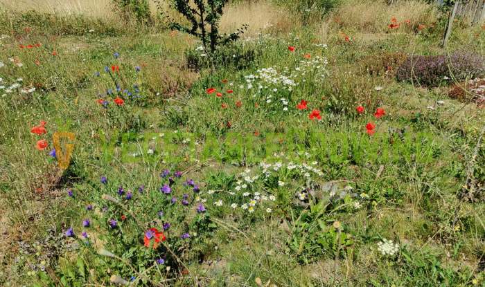 our wildflower meadow