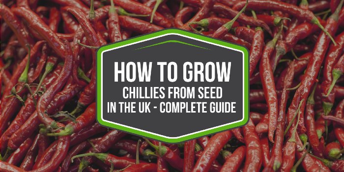How To Grow Chillies From Seed In The UK - Complete Guide