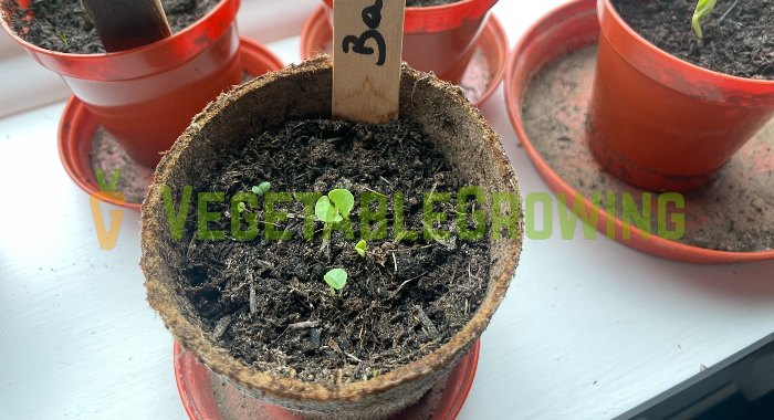 basil shoots in a small pot