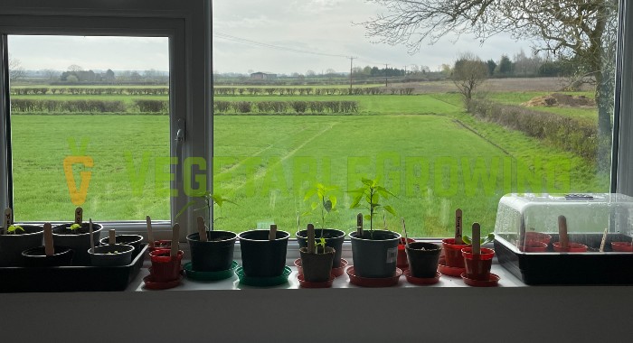 seedlings in pots and propagators on windowsill