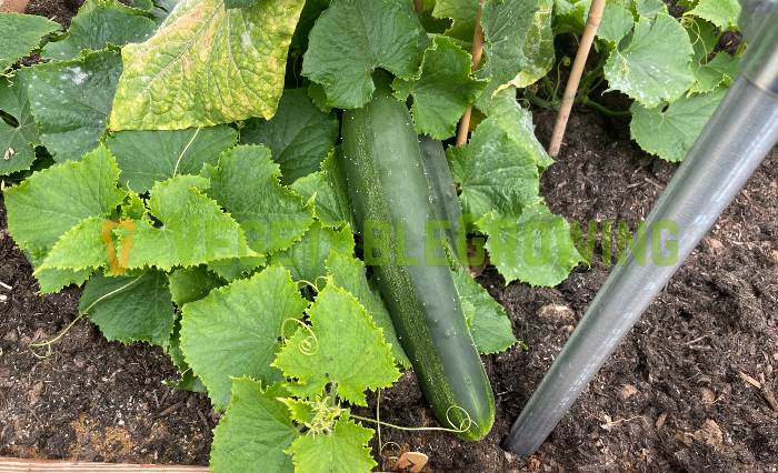 ripe marketmore cucumber still on a cucumber plant in a bed