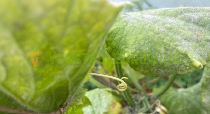 a cucumber tendril half uncurled on a cucumber plant