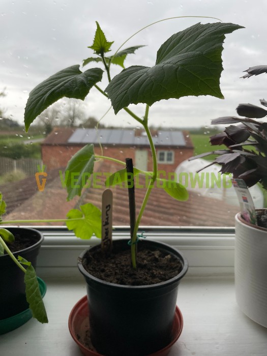 a young gherkin plant in a black plant pot on a windowsill
