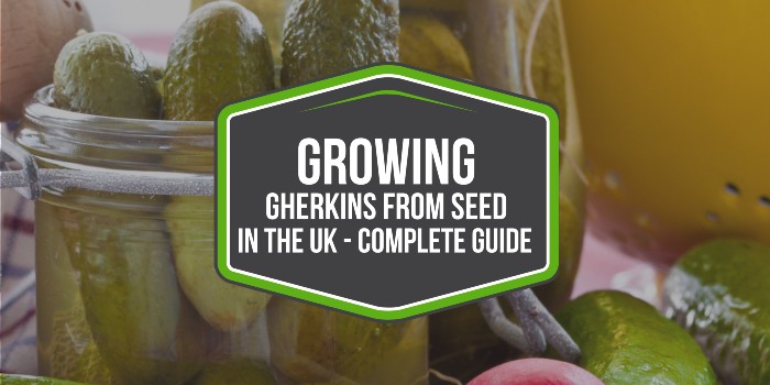 Growing Gherkins From Seed In The UK - Complete Guide