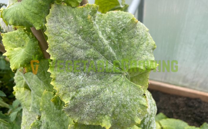 the start of powdery mildew on a cucumber leaf.