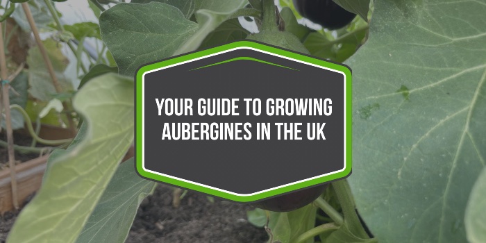 How To Grow Aubergines In The UK Successfully